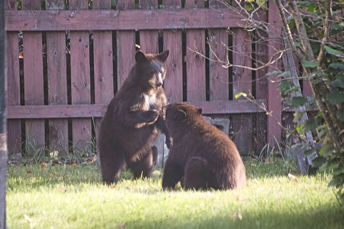 BkYrdBearK7051