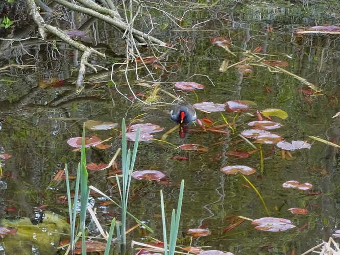 Anette_Garden_16_Teichhuhn