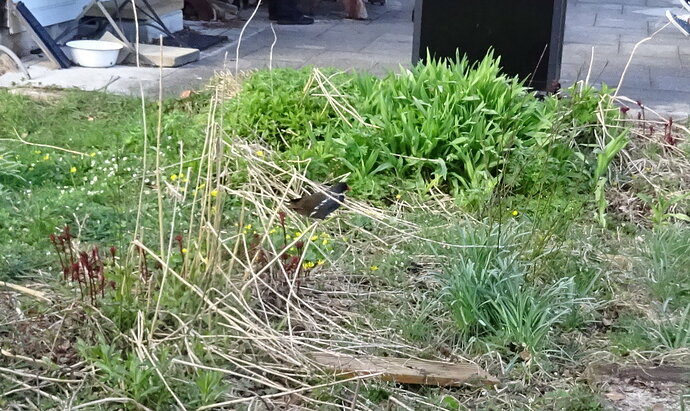 Anette_Garden_16_Teichhuhn_02