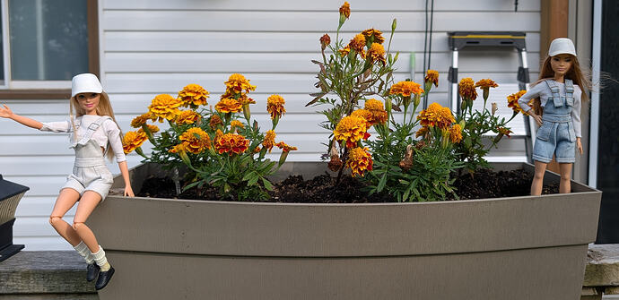 Garden5