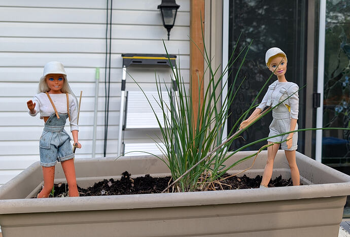 Garden6