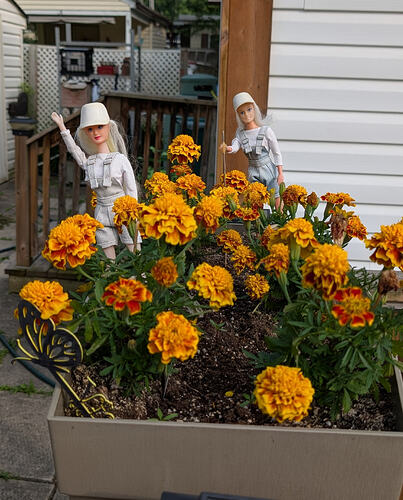 Garden1