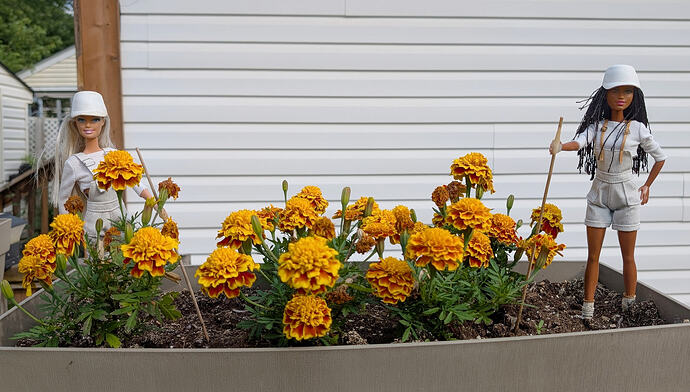 Garden2