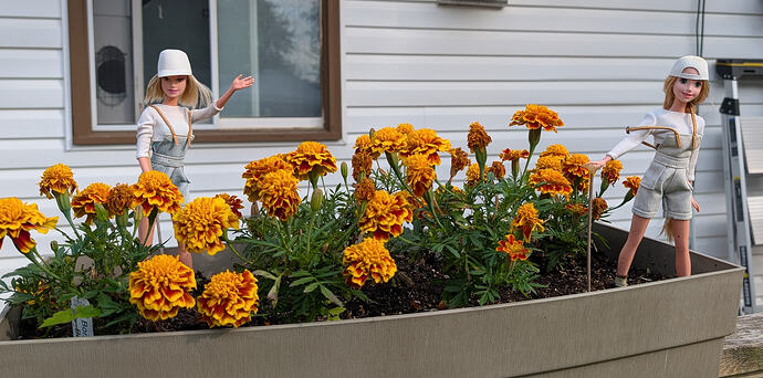 Garden4